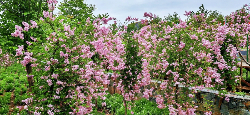 微信图片_20240502224552