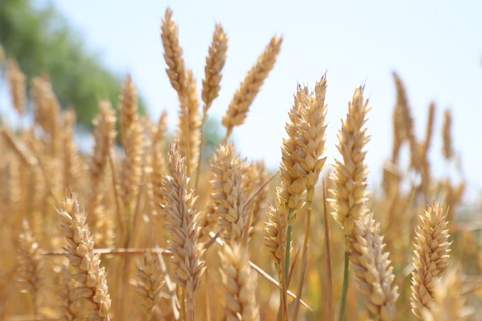 小麦近景