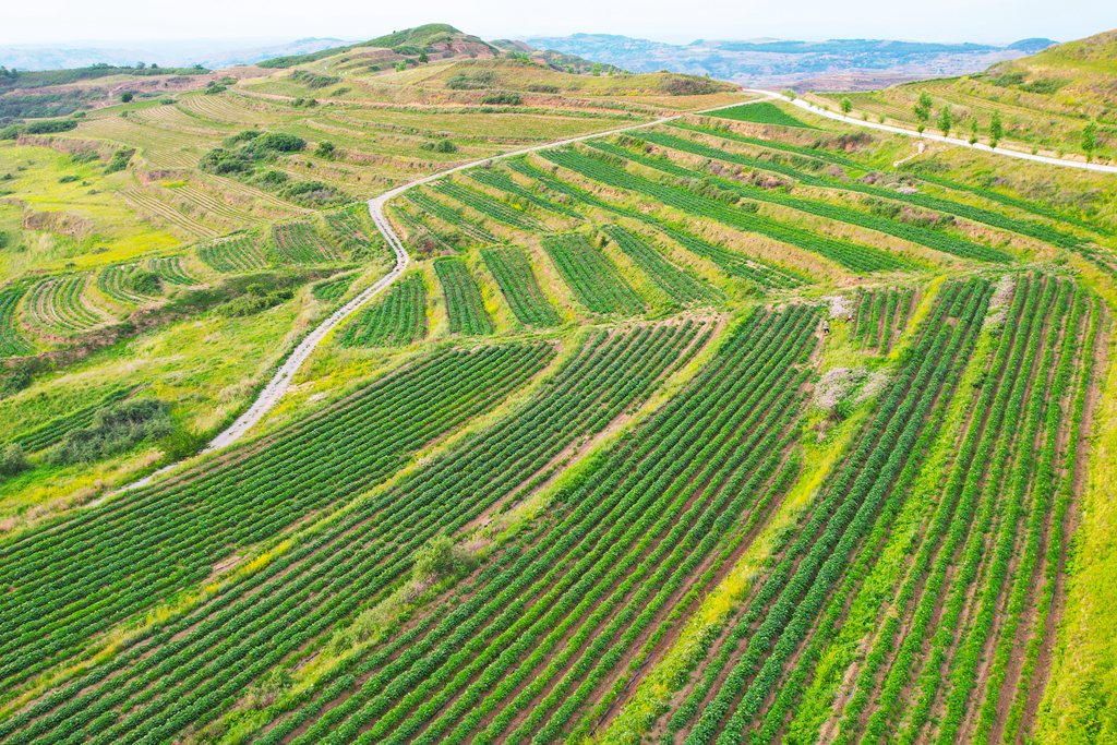 成寺梁马铃薯种植示范点