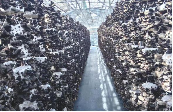 2.因地制宜、突出特色(弄成组图)2