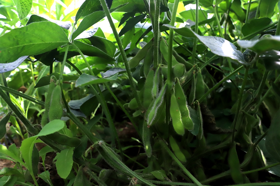 微信图片_20240808163327_副本