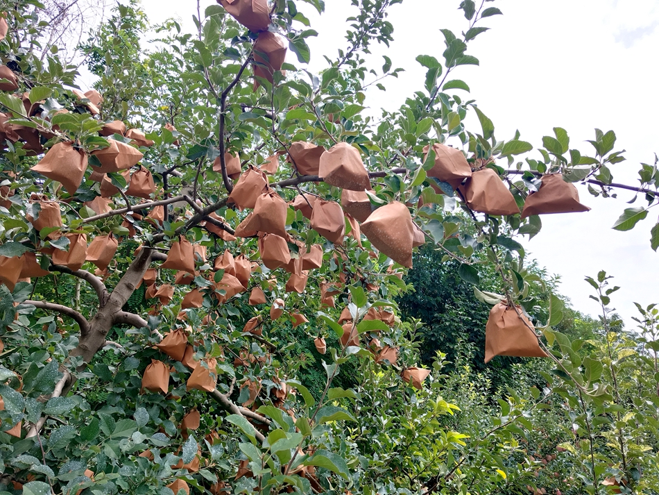 微信图片_20240808163319_副本