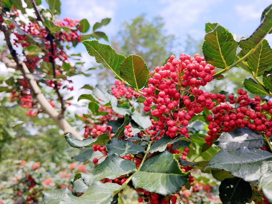 微信图片_20240808163256_副本