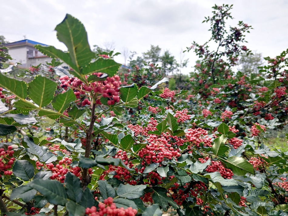 微信图片_20240808163301_副本