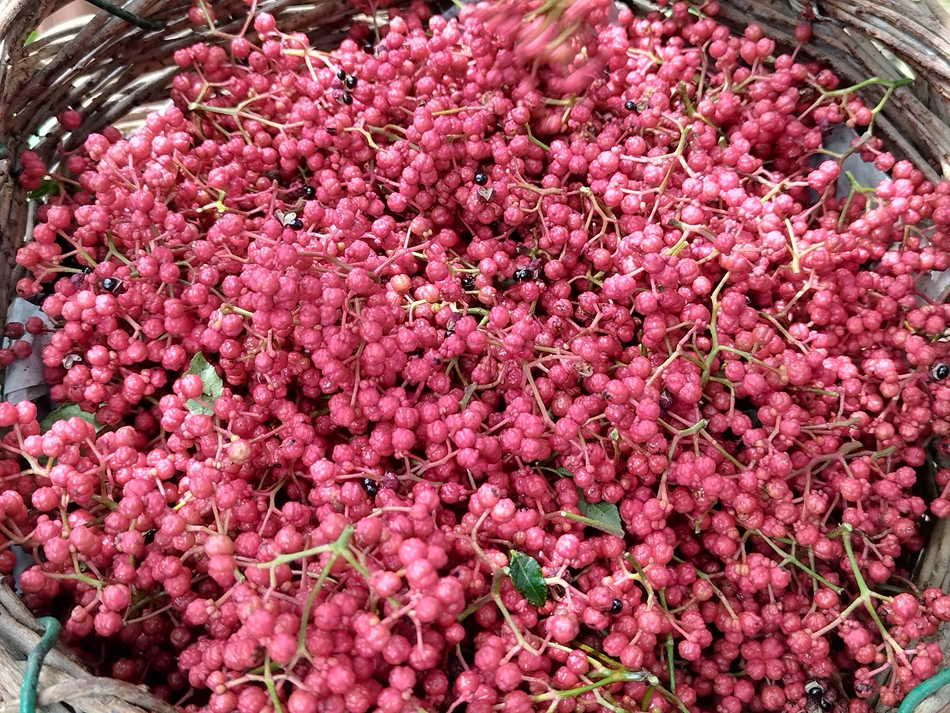 微信图片_20240808163248_副本