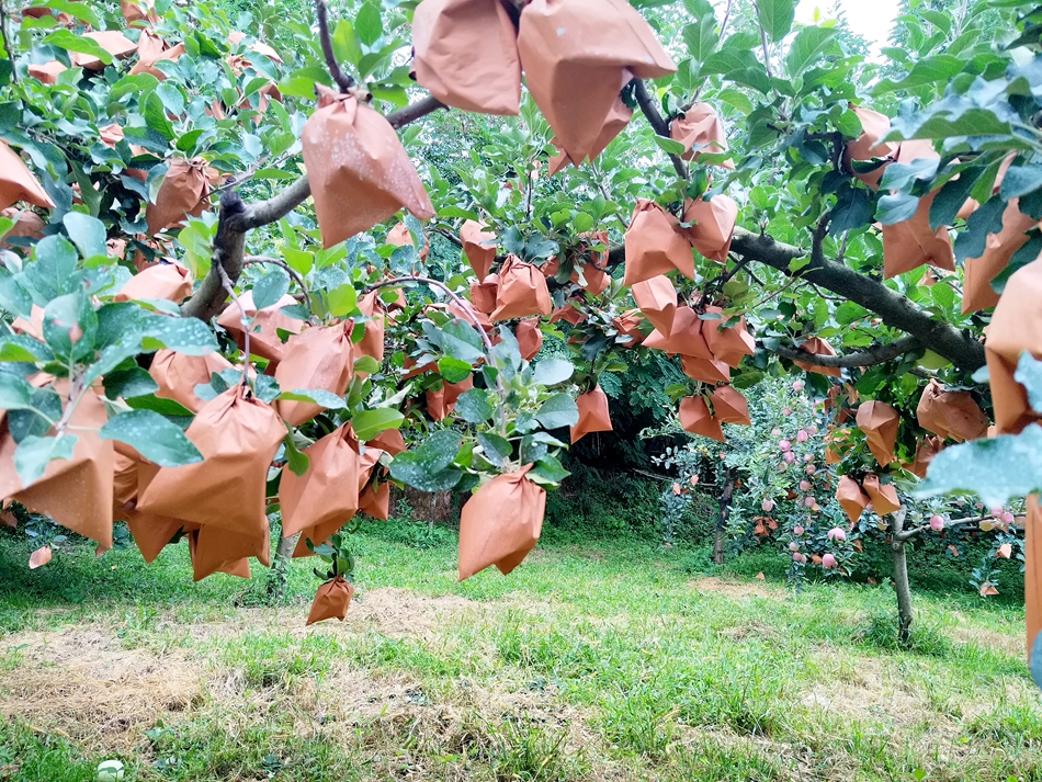 微信图片_20240808163323_副本