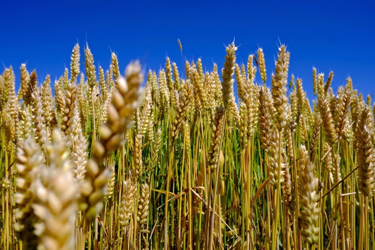 微信图片_20240918201850(1)