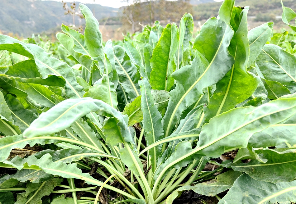 微信图片_20241015153743