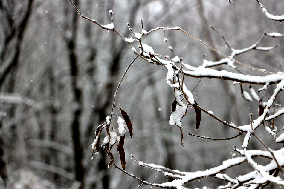 微信图片_20241118153021