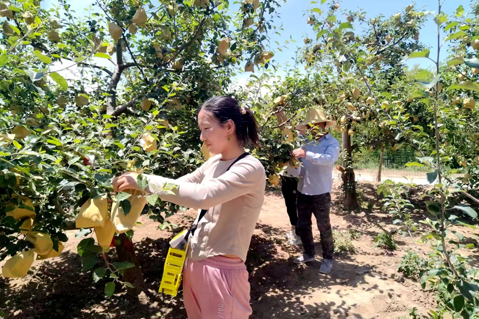 微信图片_20241118181106_副本