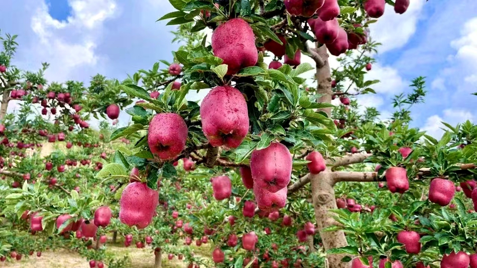 微信图片_20241118181054_副本