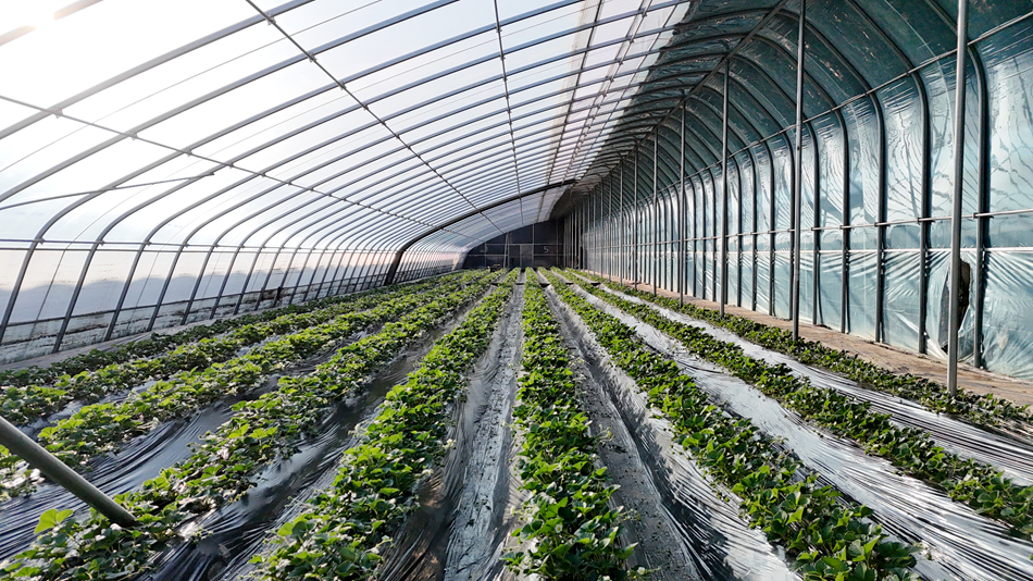 一垄垄绿油油的草莓苗排列整齐、长势喜人