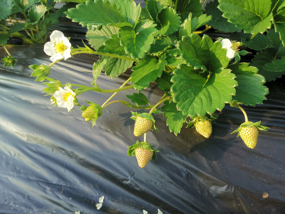 草莓苗间点缀着洁白小花