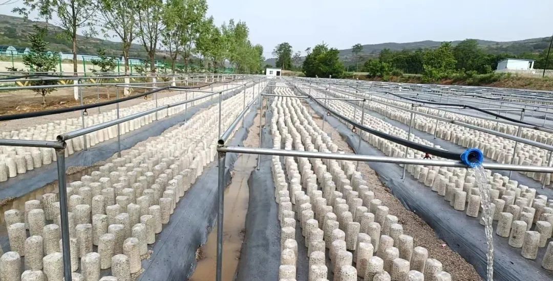 1748420211808097867.jpg 1748420211808097867.jpg