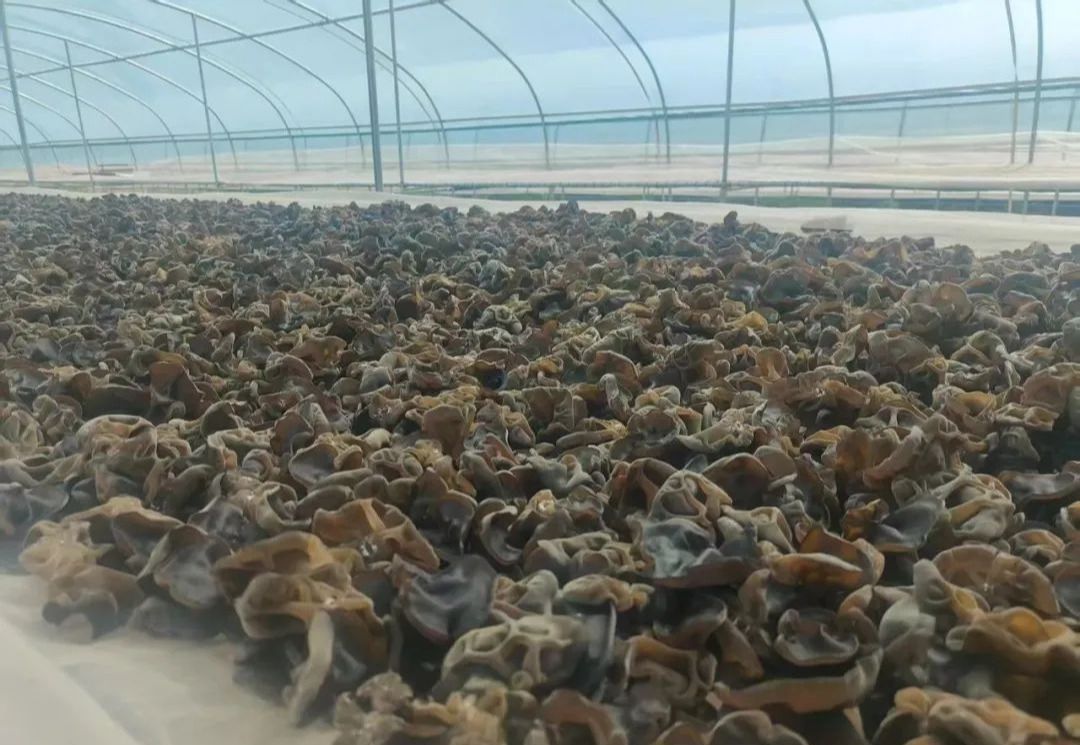 1748420210411041490.jpg 1748420210411041490.jpg