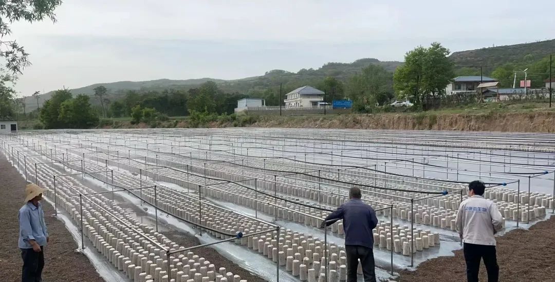 1748420211608051827.jpg 1748420211608051827.jpg