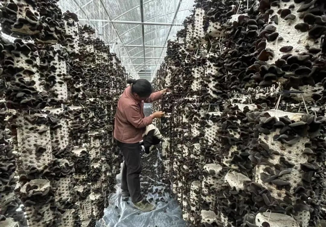 1748420209609040401.jpg 1748420209609040401.jpg